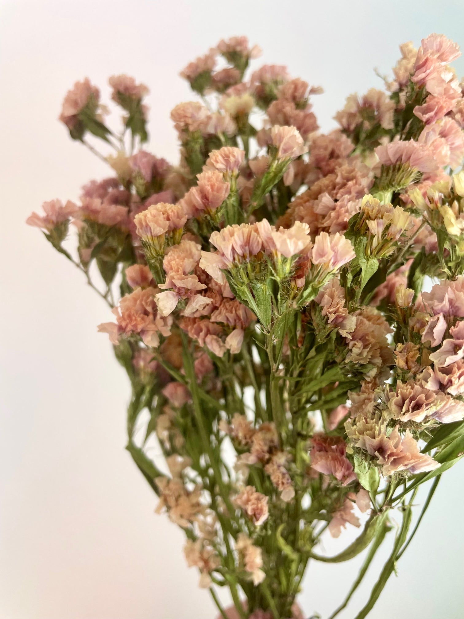 Dried Statice Peach Mix