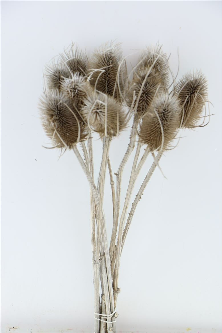 Getrocknete Dipsacus Distel