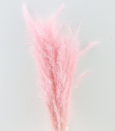 Gedroogd munni grass gebleekt - licht roze