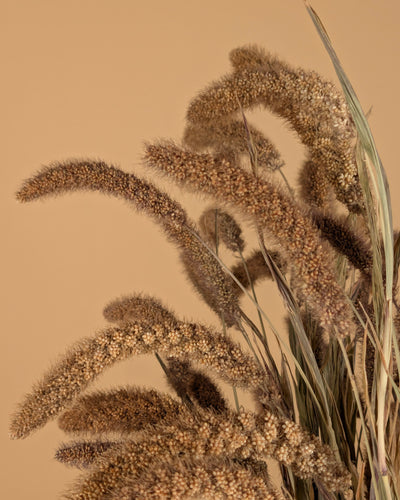 Dried Setaria Italica