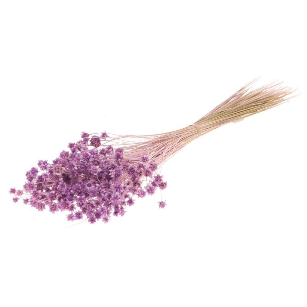 Hill Flower dried lilac