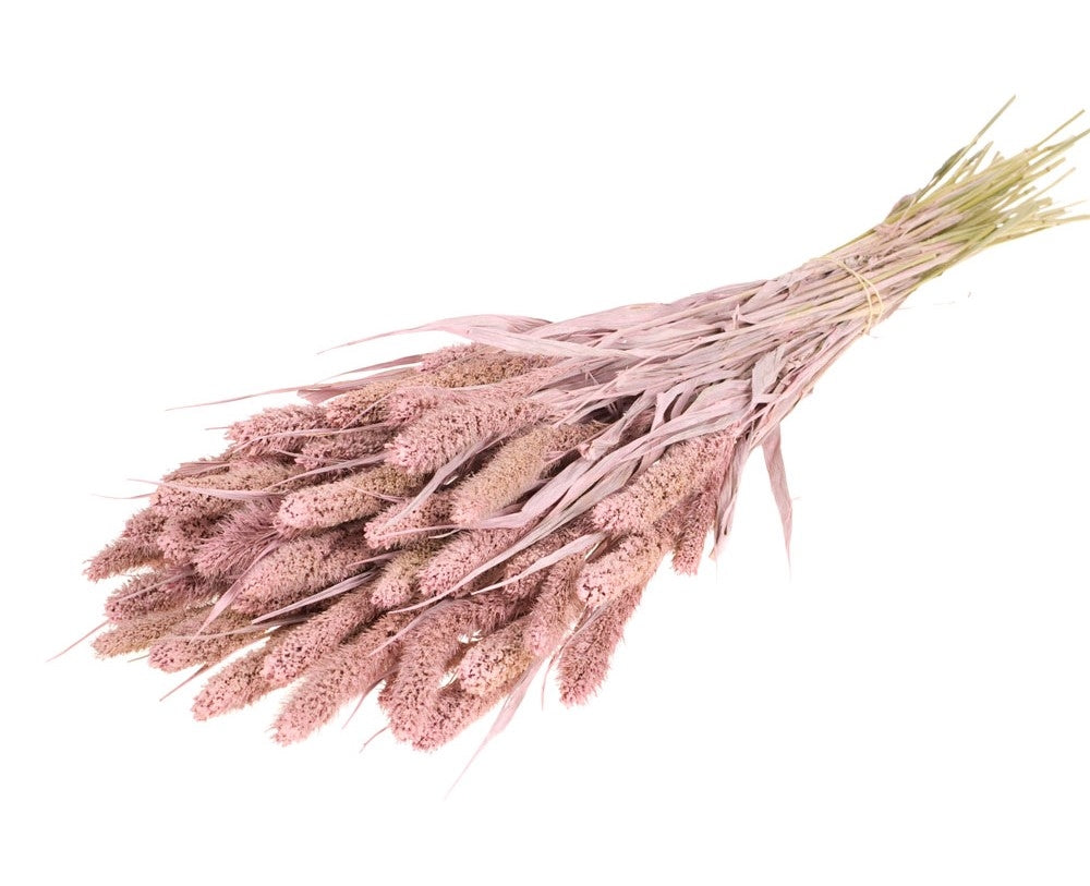 Dried Setaria Misty Pink