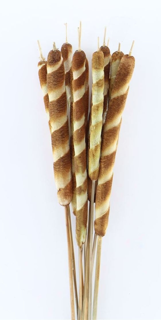 Biodi Typha Tigre dried