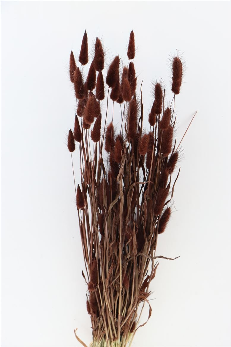 Dried Lagurus Ovatus Brown