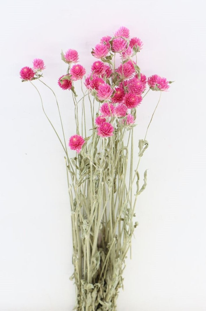 Gedroogde Gomphrena roze