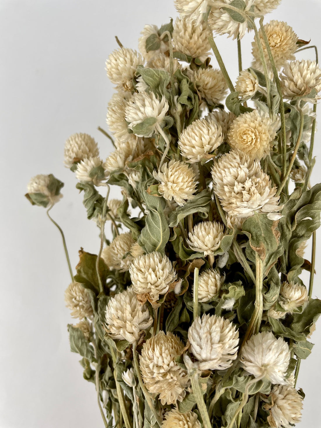 Gedroogde Gomphrena wit