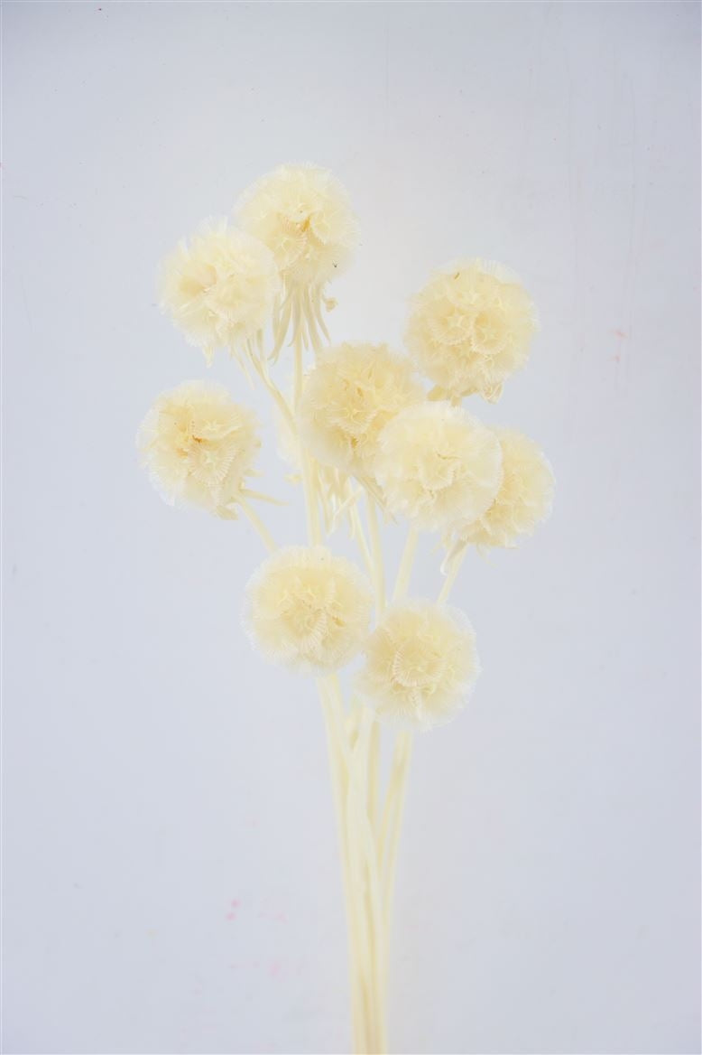 Dried scabiosa stellata bleached