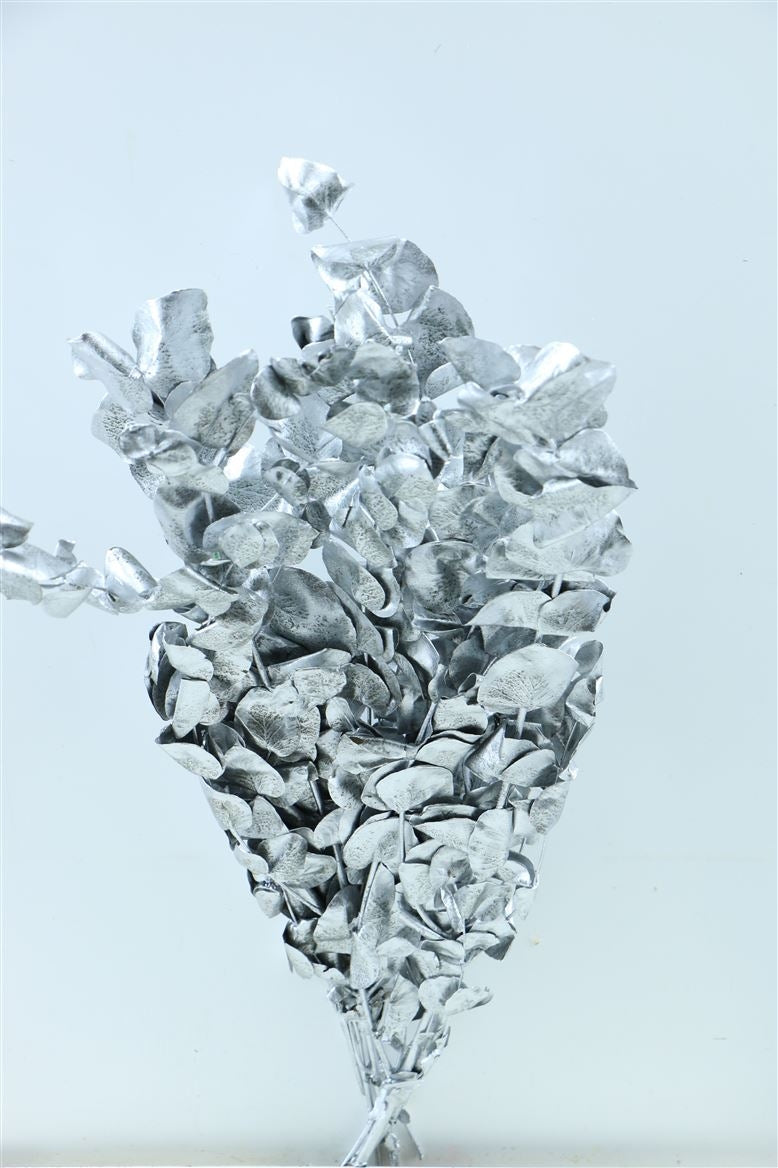 Eucalyptus Espiral zilver gepreserveerd