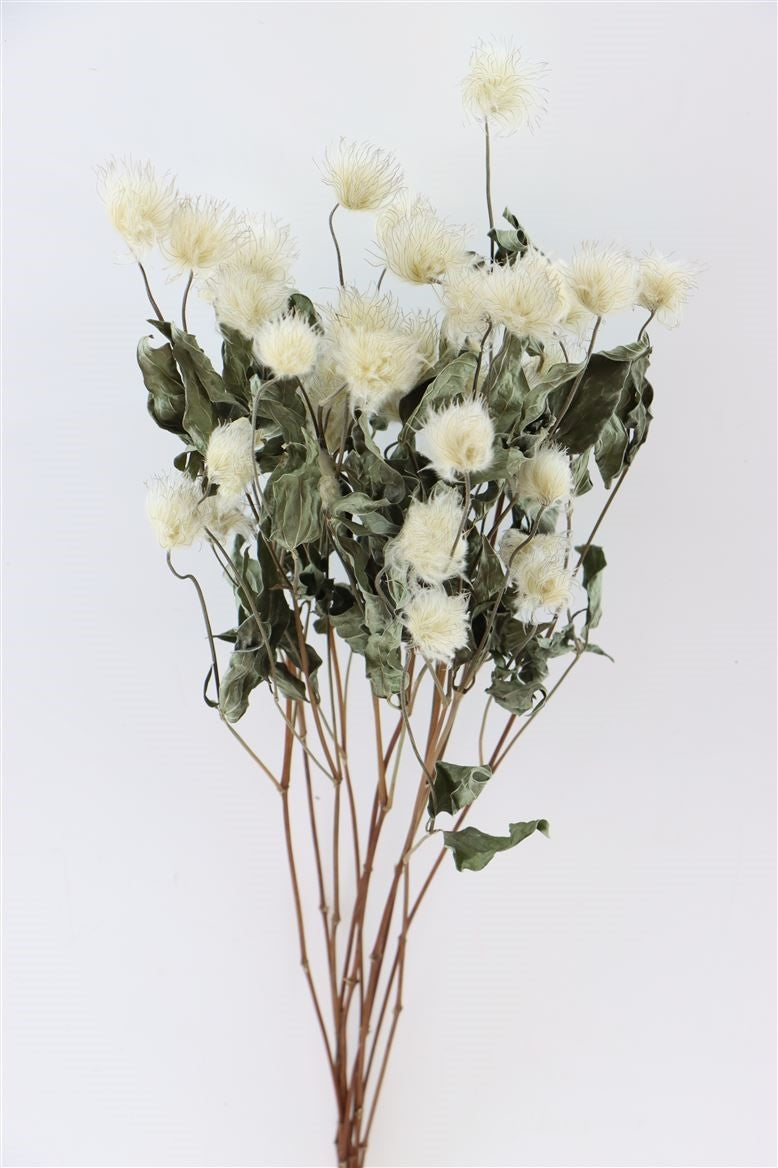 Clematis erstaunlicher Kibo -Samen getrocknet