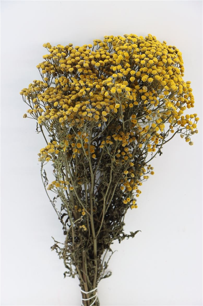 Tanacetum geel gedroogd (boerenwormkruid)