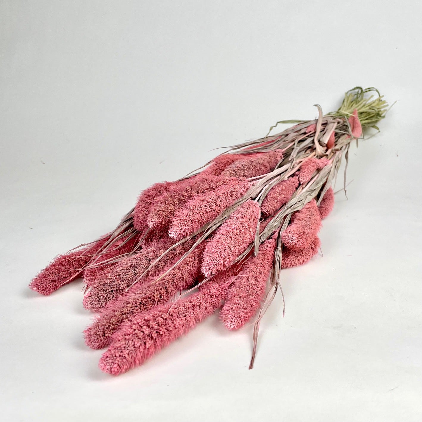 Dried Setaria Light Pink