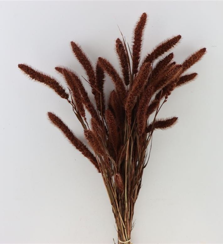 Dried setaria mahogany