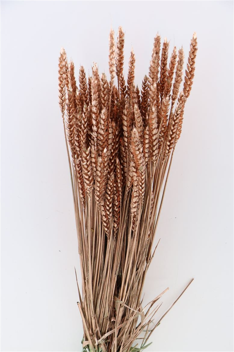 Dried wheat copper colorful