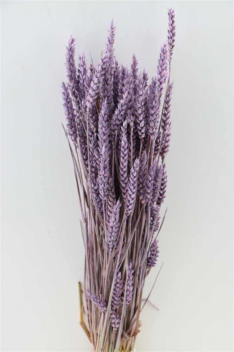 Dried wheat milka frosted