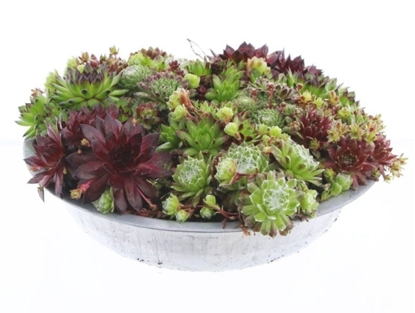 Sempervivum mix in een zinken schaal