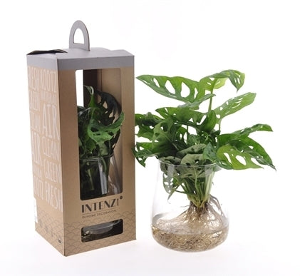 Monstera in a cylinder glass with the roots visible