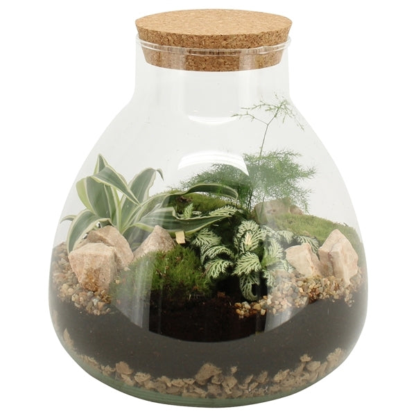 Terrarium of plants in a bulb glass with cork