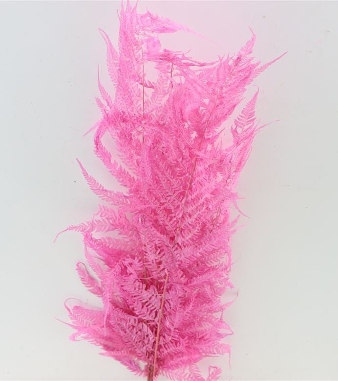 Royal Fern roze gedroogd