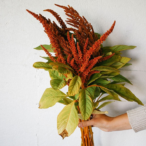 10 Amaranthus heiße Kekse