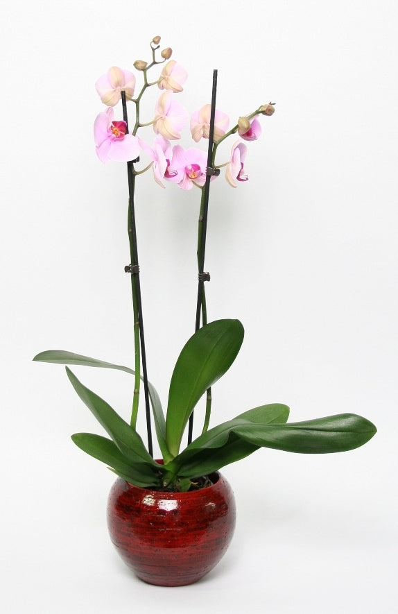 Phalaenopsis 2 takken in keramiek Stan rood