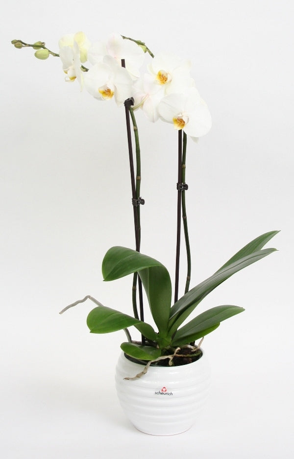 Phalaenopsis Orchid 2 branches en céramique bouger blanc