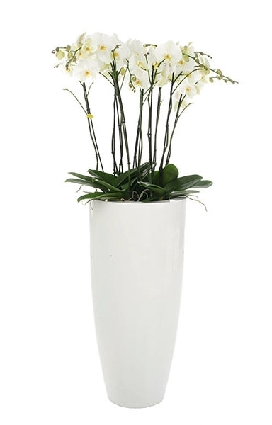 Phalaenopsis arrangement in grote hoge Witte Vaas Glossy