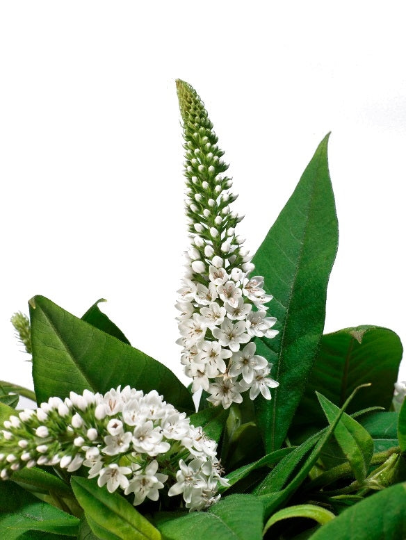 10 Lysimachia