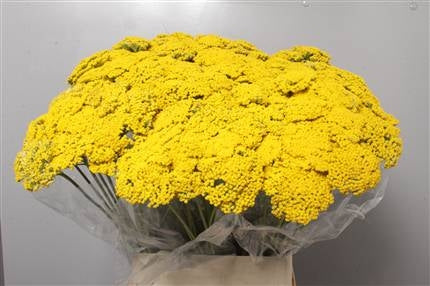 10 Achillea