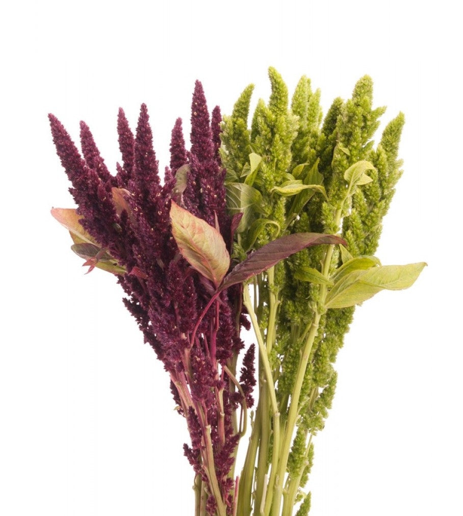 10 amaranthus