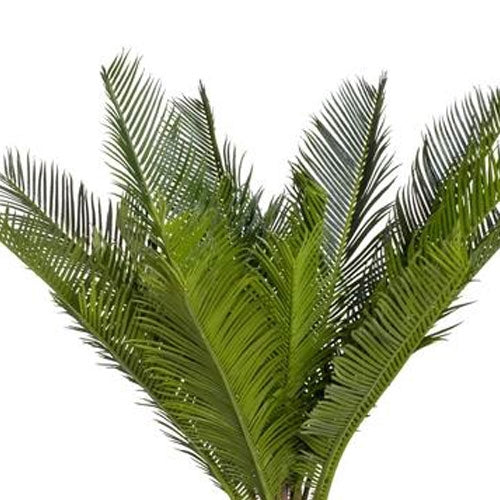 5 Cycas leaf