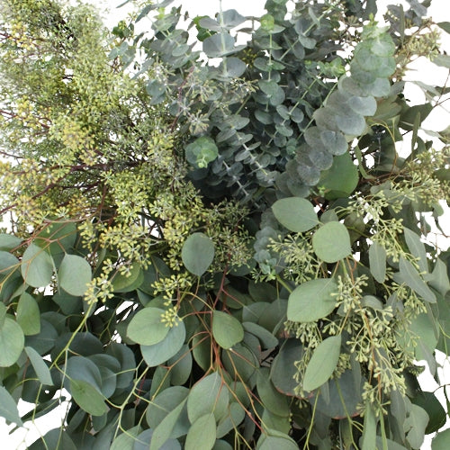 Eucalyptus mélangé par forêt