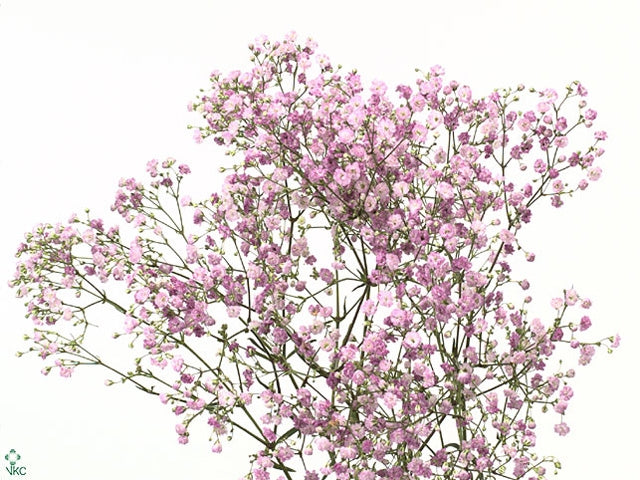 5 gypsophila pink