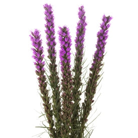 10 liatris