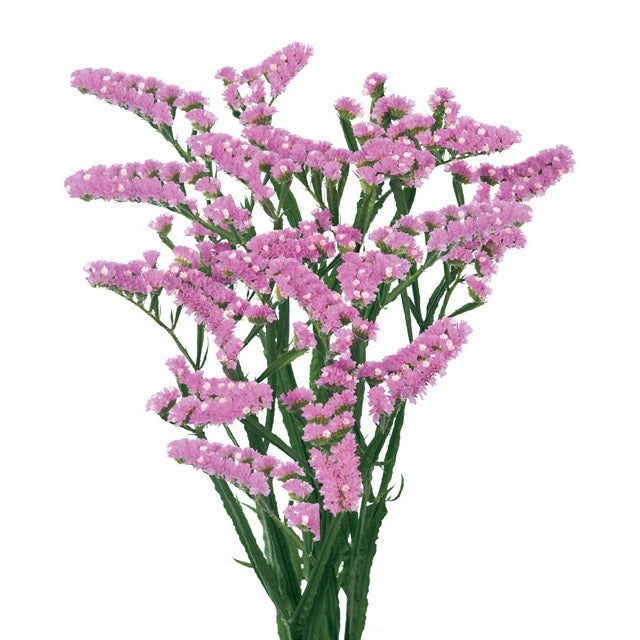 10 statistiques de limonium diverses couleurs