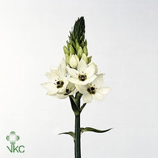 10 ornithogalum