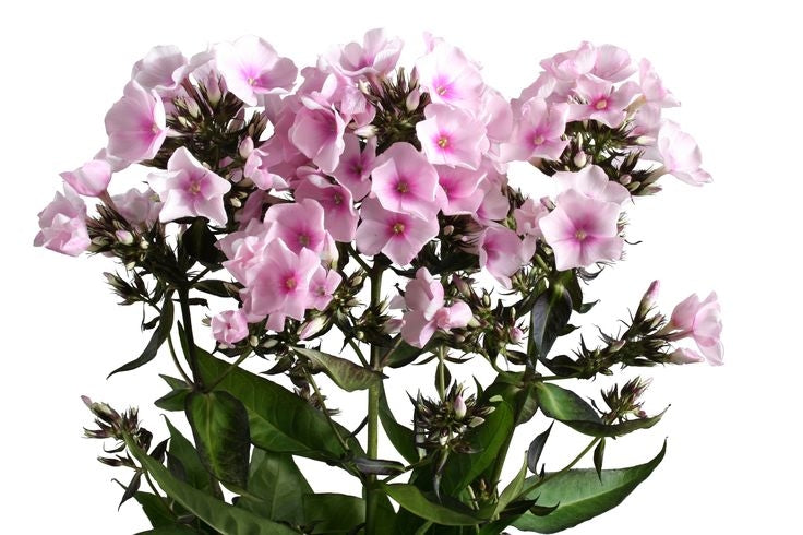 25 Phlox different colors