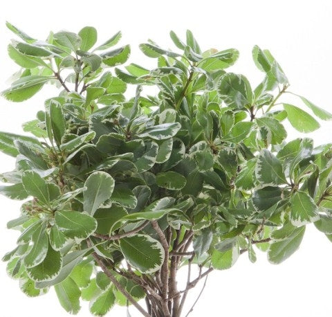 10 Pittosporum fourrure