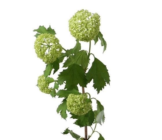 10 Viburnum Opulus (snowball) 3 - 4 cup