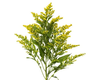 5 Solidago