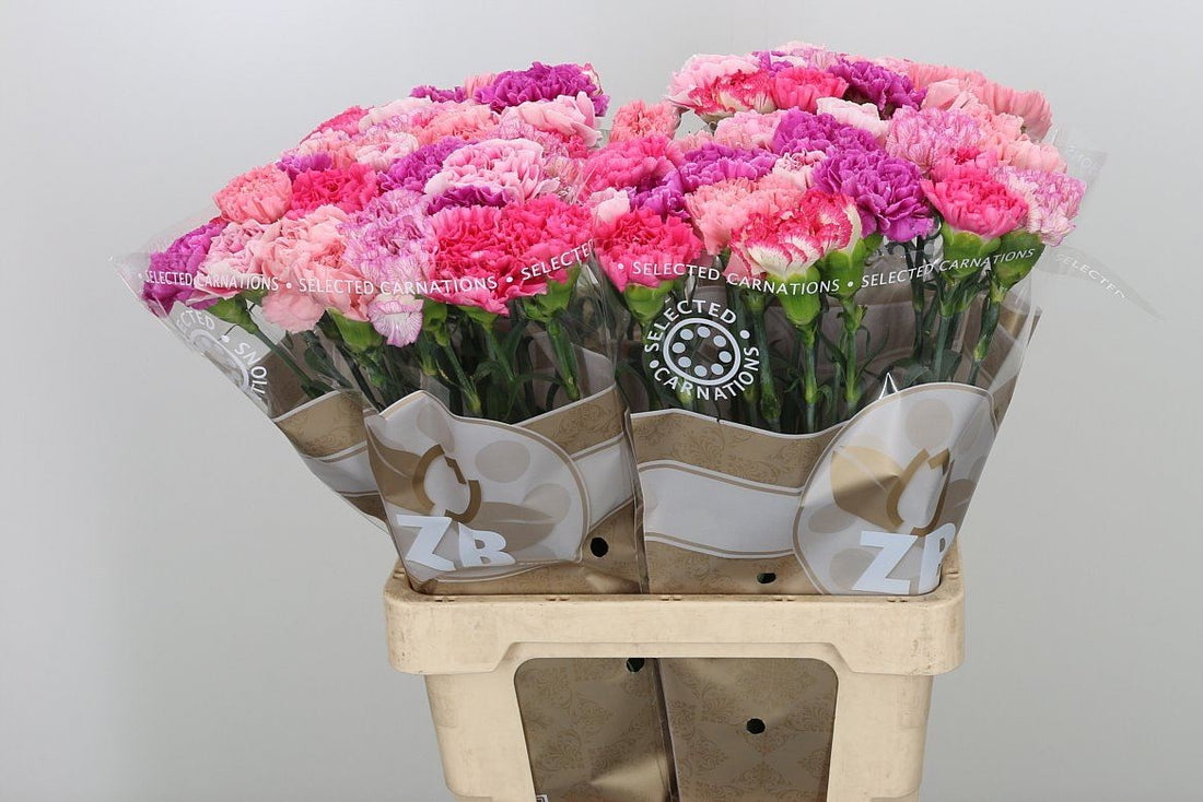 20 Carnations large -flowered in different color combinations