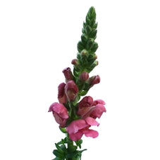 10 Antirrhinum (Leeuwebek)