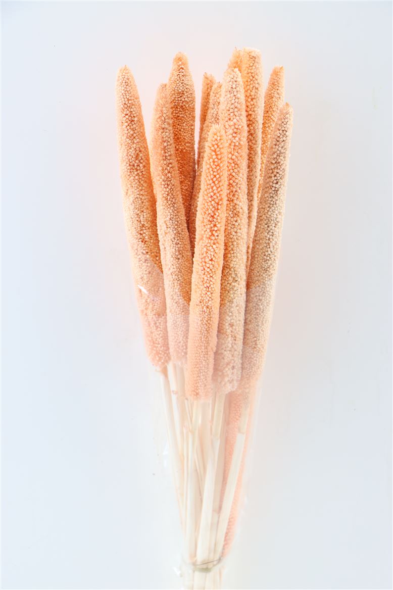 Dried Babala Salmon Pink