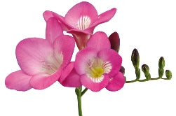 25 Freesias in various colors