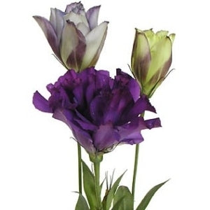 10 Lisianthus in diverse kleuren