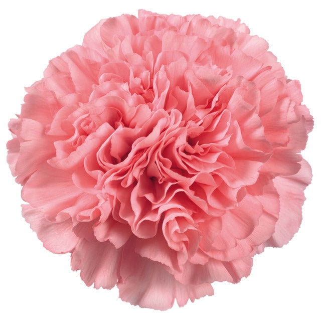 20 Carnations large -flowered in various colors