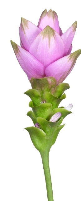 10 Curcuma