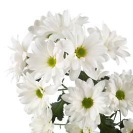 5 chrysanthemums single -flowered