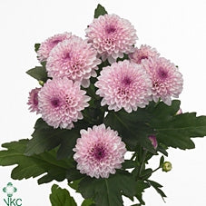 5 chrysanthemum pompon