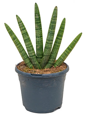 Sansevieria bocel in de teeltpot