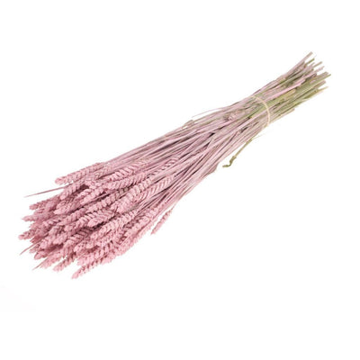 Dried Wheat Misty Pink (Triticum)